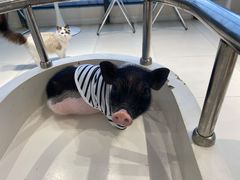 -怪兽屋·羊驼·猫咖·狗咖(俊华广场店)