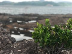-东平洲海岸公园