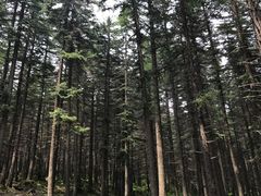 -芦芽山旅游度假区