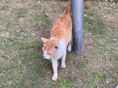 -伟伟宠物医院·瑞派猫友好医院·猫科(光谷店)