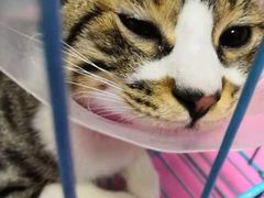 -佳怡动物医院·平价24小时·猫专科骨外科