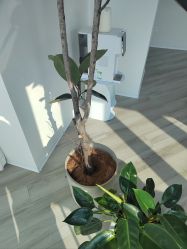 -HEYAN荷妍专业脱毛连锁机构