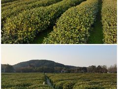 -中国茶叶博物馆(双峰馆区)