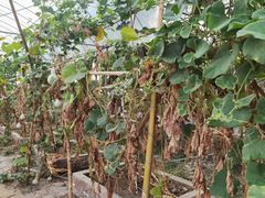 -马陆小张葡萄园农家乐