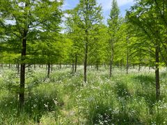 -黄海国家森林公园