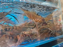 -周姑娘不等味·牛羊肉火锅·螃蟹罗氏虾·烤鱼烤串(高邮店)