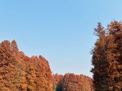 -上海海湾国家森林公园