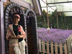 -金马仑薰衣草花园(Cameron Lavender)