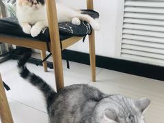 -平行世界·猫咖(首经贸店)