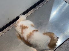 -四月宠物医院·猫专科·心脏专科·内科(转塘店)