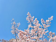 -顾村公园