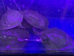 -7890+霸王甲·甲鱼爱尚蛙(坪洲店)