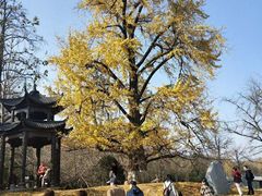 -千年银杏谷文化旅游区