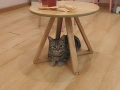 -猫咪派对(江南西店)