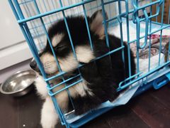 -翊宠yipet猫狗购宠庄园犬舍•猫舍