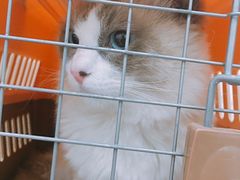 -伟伟宠物医院·CT影像中心·瑞派犬猫综合性门诊(汉口总院)