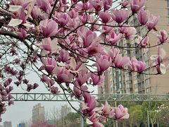 -杨高南路(地铁站)