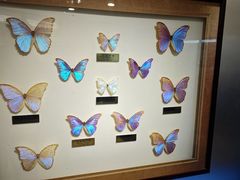 -上海昆虫博物馆