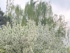 -海棠花溪(元大都城垣遗址公园)