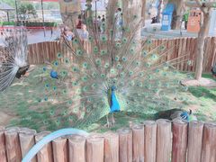 -辛玛王国游乐园