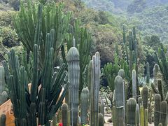 -深圳仙湖植物园