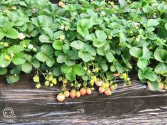 -大自然农场蔬菜草莓采摘园