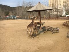 -大连森林动物园