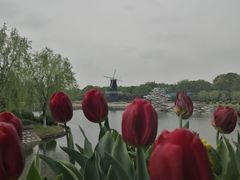 -上海鲜花港