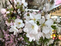 -双季花艺园艺市场(浦东店)