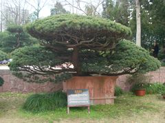 五针松（金城春色）-水绘园