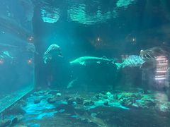 -华夏文旅海洋公园