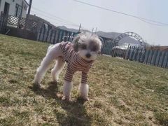 -趣玩宠物乐园寄养训犬训狗游泳池