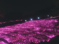 -大塘金香草谷
