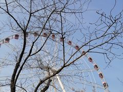 -顾村公园