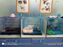 -瑞派动物医院·猫专科·至诚(江南中分院)
