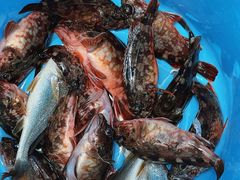 -鑫艋游艇海钓俱乐部