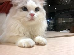 -瞄一喵猫咖(格力海岸店)