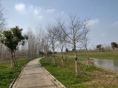 -合肥滨湖国家森林公园