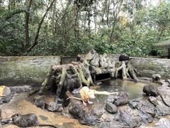 -海南热带野生动植物园