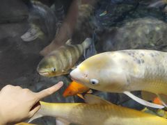 -上海海洋水族馆