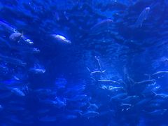 -海合安武汉极地海洋公园