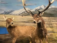 -北京麋鹿生态实验中心