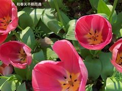 -上海鲜花港