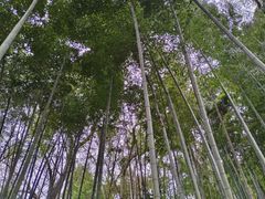 -上海佘山国家森林公园西佘山园