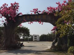 -天适樱花悠乐园