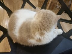 -滚猫咖啡·猫咖·猫友好撸猫(未来城店)