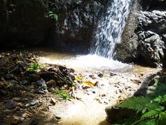 -西双版纳原始森林公园