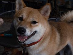 -柴犬高等学院·狗咖·柴犬售卖·宠物训练