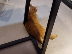 -御宝贝·A梦猫科宠物医院(国际猫友好医院)