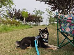 -上海长兴岛郊野公园